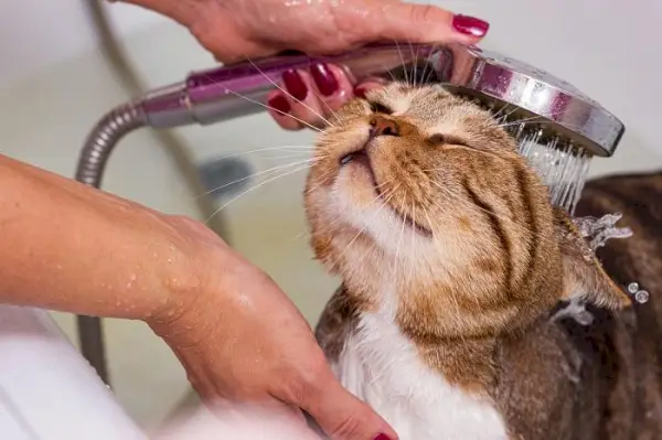 Gato atigrado escocés se ducha