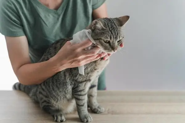 Rengjøring av katt med babyserviett