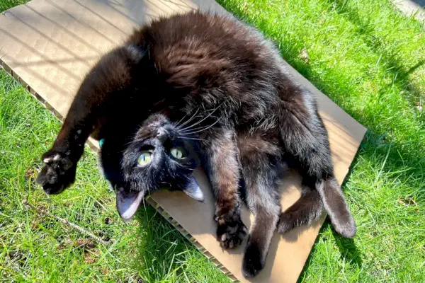 Katten hebben unieke persoonlijkheden