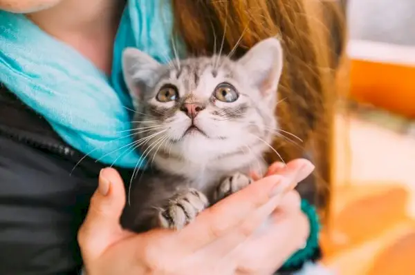 hvordan få katten din til å elske deg