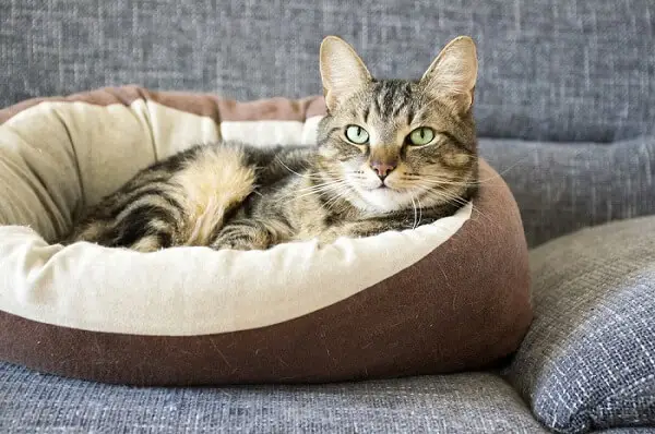 Gato en una cama.