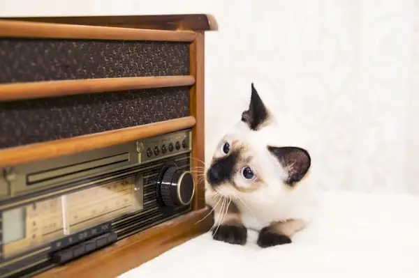 Chat regardant une radio.