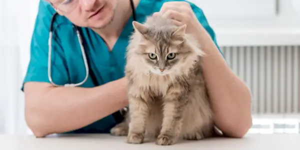 Katt hos veterinären