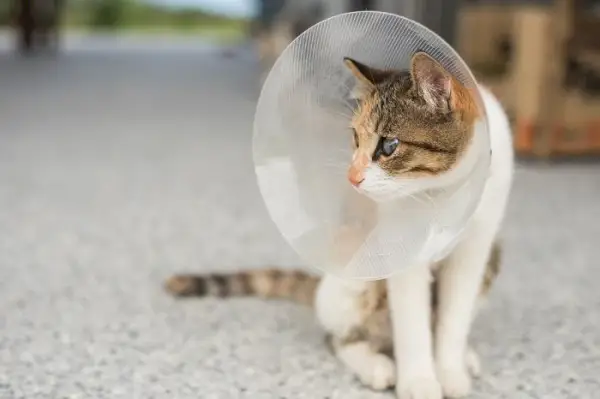 Katze mit einem Kegel auf dem Kopf