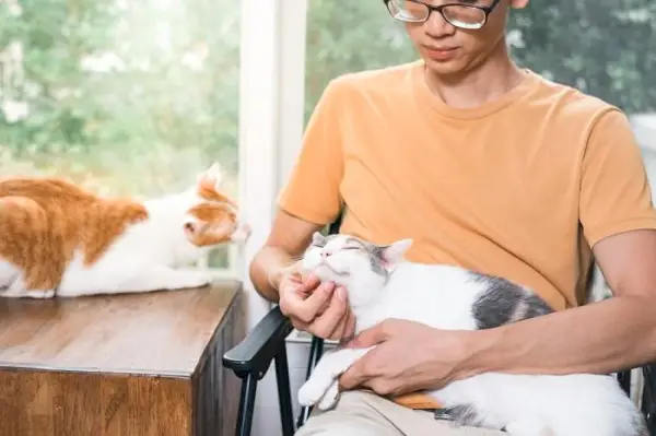 Chat étant un animal de compagnie.