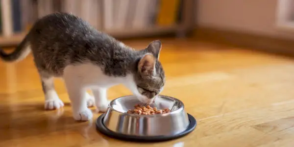 Chaton mangeant dans un bol.