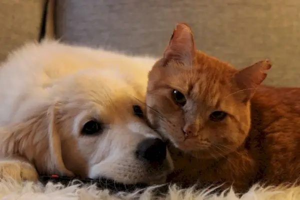 amitiés chats et chiens