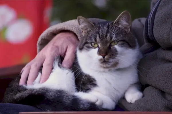 Chat confortablement assis sur son maître