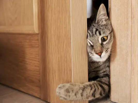 chat gris essayant de grimper par la porte