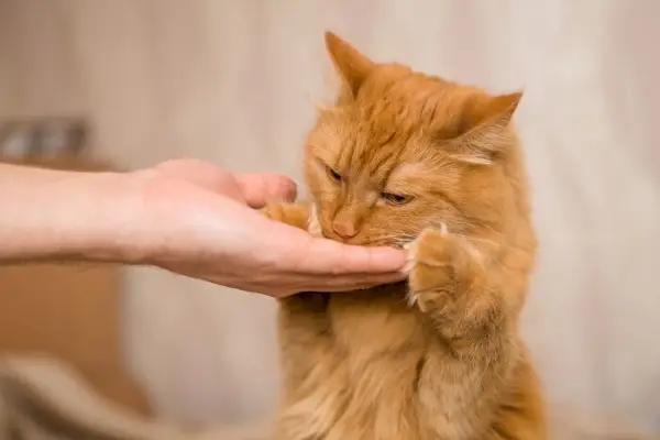 Image présentant des friandises pour chat pour l'entraînement.