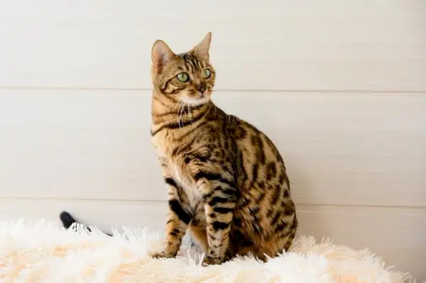 Image d’un chat Bengal sur le tapis.