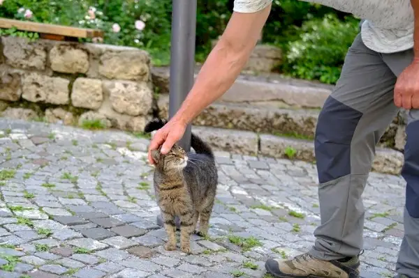 Bild mit einem Thema im Zusammenhang mit Katzen und ihrer Fähigkeit, menschliche Emotionen zu spüren.