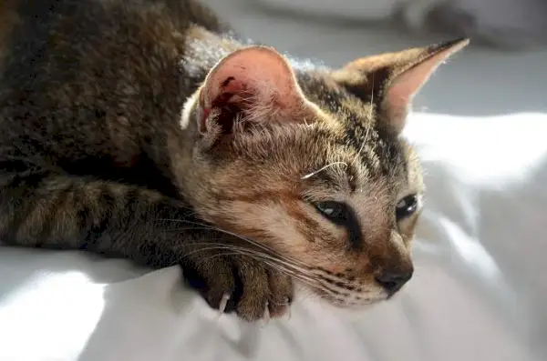 gato afligido acostado en la cama