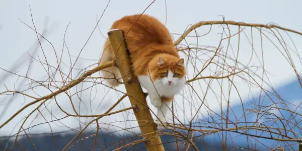 Как да предпазим котка от катерене на дърво