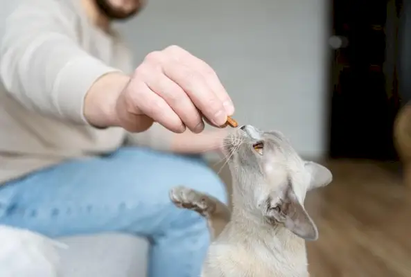 おやつを受け取るビルマ猫