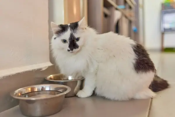 Maine-Coon-Katze in der Nähe einer Wasserschüssel