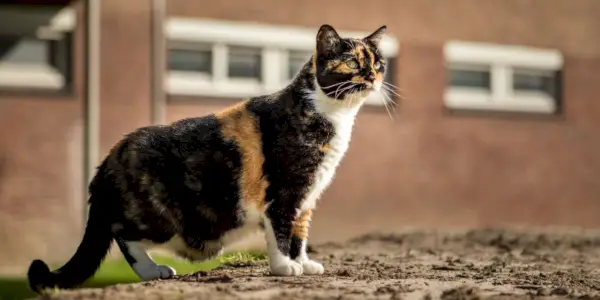 Gatto calico dagli occhi verdi in piedi che mostra la sua custodia primordiale