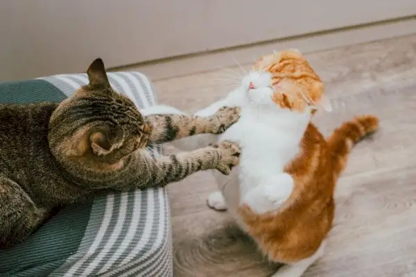 gatos peleando por territorio