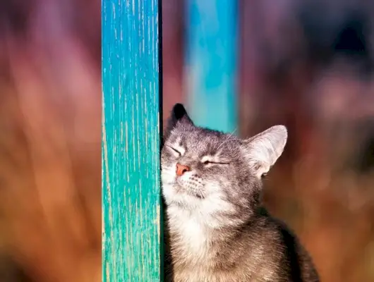 chat sa joue contre un poteau