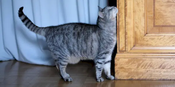 gato se frota contra la esquina del armario