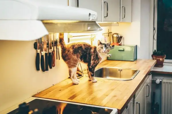 Gato enérgico y alegre, que irradia emoción y felicidad en su entorno.