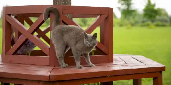 Warum heben Katzen ihren Hintern, wenn man sie streichelt?