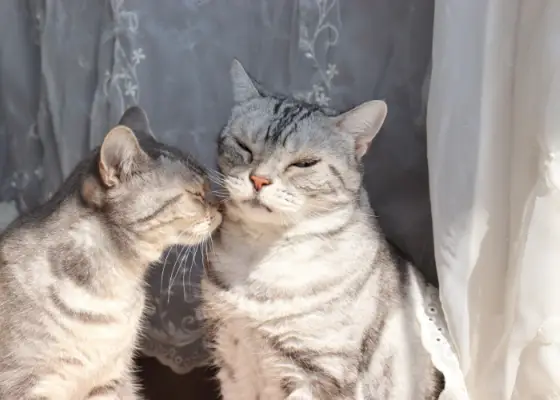 Deux chats s'entendent bien