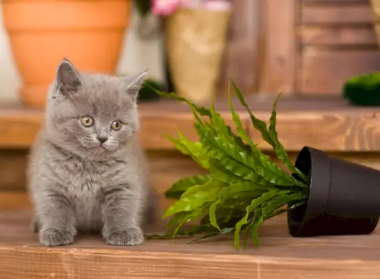 植木鉢をひっくり返す遊び心のある子猫。若い猫の愛らしいいたずらを表しています。