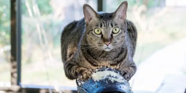 Grau gestreifte Katze, die einen schwarzen Stuhl kratzt