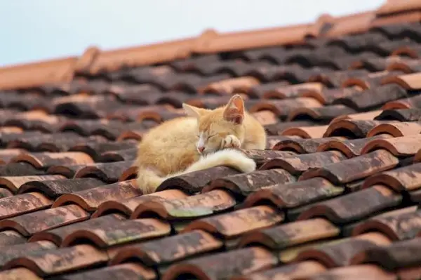 Zufriedene Katze ruht auf einem Dachziegel und genießt einen gemütlichen und erhöhten Platz für ein ruhiges Nickerchen.