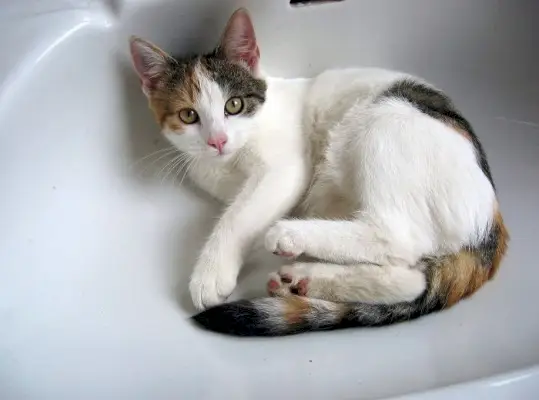 Gato curioso explorando el baño, intrigado por el nuevo entorno y entorno.