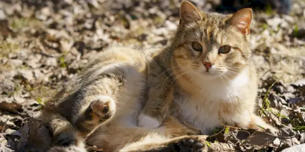 Gato curioso cómodamente tumbado en el suelo de tierra, abrazando los placeres simples de la naturaleza y la exploración.