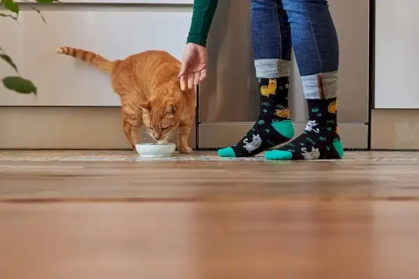 La imagen captura a un gato y una mujer compartiendo un momento a la hora de comer, enfatizando la conexión e interacción entre los humanos y sus compañeros felinos.