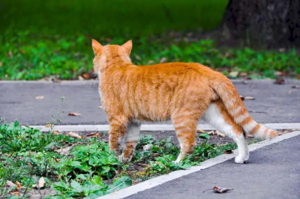 ¿Pueden los gatos encontrar el camino a casa? Gato caminando con confianza por una carretera pavimentada, encarnando un sentido de aventura e independencia.