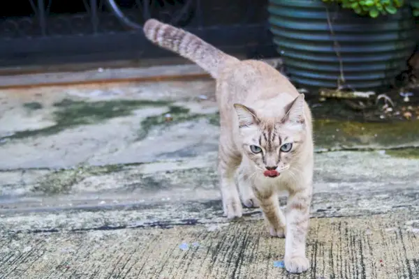 猫は家に帰ることができるのか？セメント道路を優雅に歩く茶色の猫、優雅で自信に満ちた歩みを披露