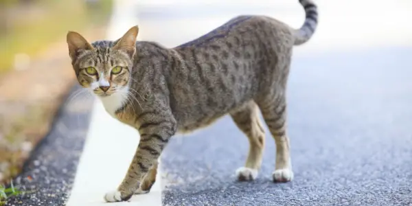 Können Katzen den Weg nach Hause finden?