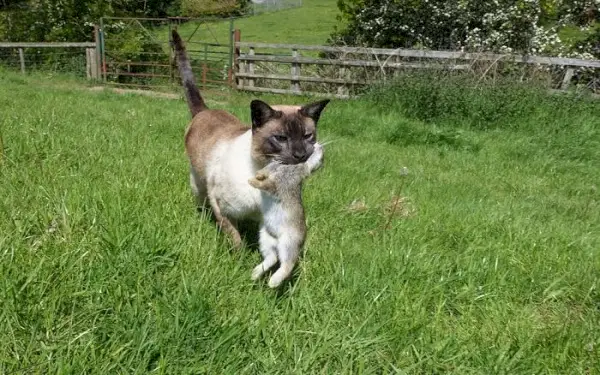 Image dynamique capturant un chat en pleine poursuite de chasse, ciblant un lapin.