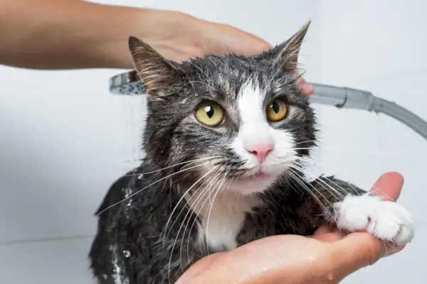 Kedi bakımı.