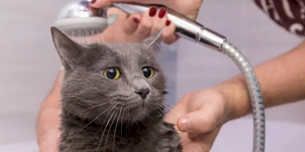 bañarse bajo la ducha de un gato azul ruso doméstico