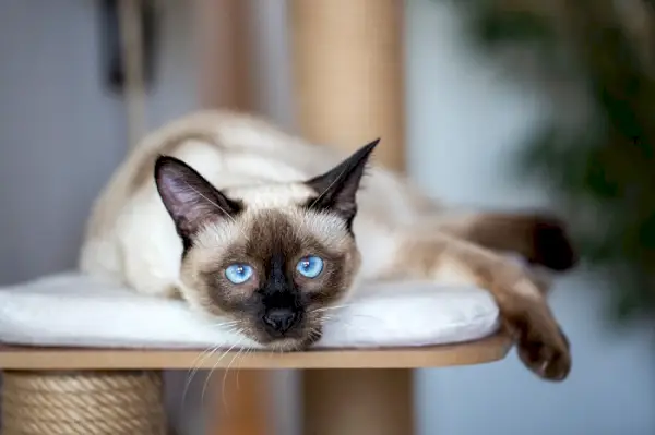 Un'immagine che mostra un gatto siamese, noto per i suoi caratteristici punti colorati e i sorprendenti occhi blu a mandorla, che evidenzia l'aspetto elegante e accattivante di questa particolare razza felina.