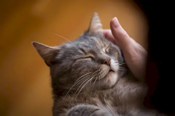 Kedi mırlamasının ardındaki nedenleri tartışan, muhtemelen kedilerin bir iletişim, rahatlama ve memnuniyet aracı olarak nasıl mırıldadığını açıklayan bir metinle birlikte, bu benzersiz kedi davranışına ışık tutan bilgilendirici bir görsel.