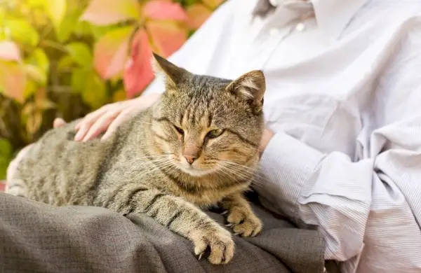 Una imagen evocadora que captura a un gato en el acto de ronronear, con los ojos cerrados y una expresión serena, que transmite la naturaleza tranquila y relajante de esta distintiva vocalización felina.