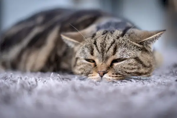 Ein Bild, das eine Katze zeigt, die Anzeichen von Schmerz zeigt, möglicherweise durch veränderte Haltung, Gesichtsausdruck oder sichtbares Unbehagen, und betont, wie wichtig es ist, die Katze anzusprechen und zu lindern