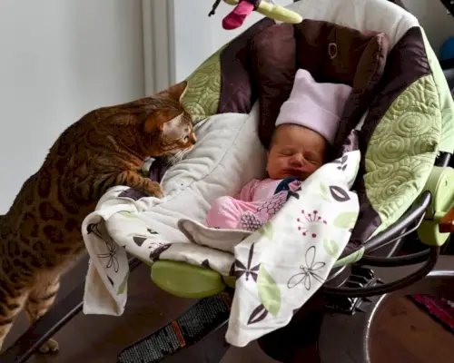 Une image réconfortante d'un chat interagissant curieusement avec un nouveau bébé, reflétant l'introduction d'un nouveau membre de la famille et du chat.