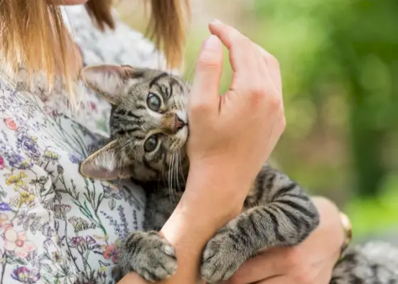 Et bilde som illustrerer en katt som biter en jente