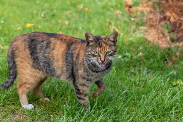 Foto que captura a un gato fingiendo cojear juguetonamente, mostrando sus travesuras inteligentes y entretenidas para buscar atención e interacción.