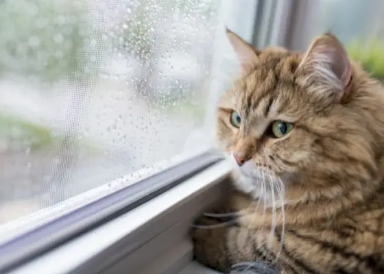 Gato melancólico mirando por una ventana con expresión pensativa, capturando un momento de contemplación e introspección.