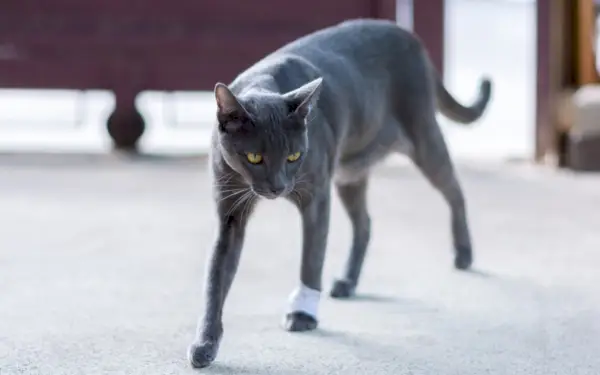 ¿Los gatos fingirán cojear por simpatía?