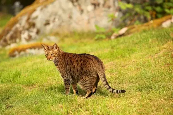 Et bilde av en katt nedsenket i naturen.