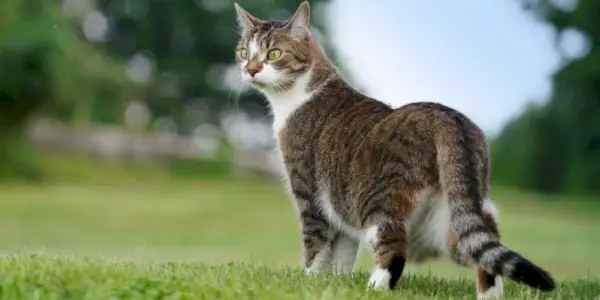 Изображение на котка, показваща изострения си усет за откриване на лошо време.